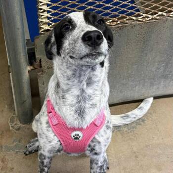 Rescue Black Mouth Cur Dogs for Adoption in Stephenville, Texas - Mesquite | PetCurious