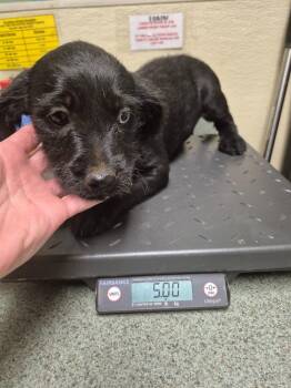 Mixed Breed Dogs Available for Adoption in Ellijay, Georgia - Meadow | PetCurious