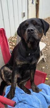 Rescue Rottweiler and Labrador Retriever Dogs for Adoption in Virginia, Minnesota - Odin | PetCurious