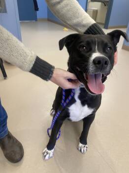 Rescue Australian Cattle Dog Blue Heeler and Labrador Retriever Dogs for Adoption in Grand Junction, Colorado - Grozer | PetCurious