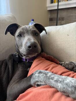 Smoke Success - Local Pup -  Australian Cattle Dog Blue Heeler and Black Labrador Retriever Dog for Adoption in Andover, Massachusetts - Smoke Success - Local Pup | PetCurious