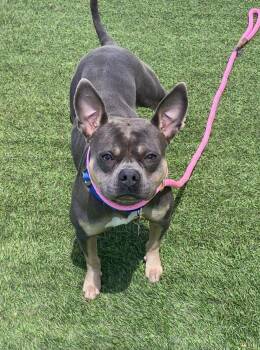 Mocha -  Mixed Breed Dog for Adoption in Alexandria, Virginia - Mocha | PetCurious