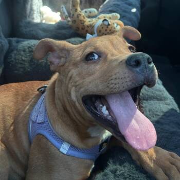 Gaspar -  Pit Bull Terrier Dog for Adoption in San Pablo, California - Gaspar | PetCurious