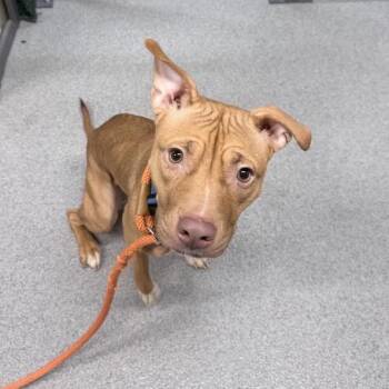 LadyBug -  Mixed Breed Dog for Adoption in New York, New York - LadyBug | PetCurious