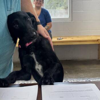 Echo -  Dalmatian and Poodle Dog for Adoption in Madisonville, Kentucky - Echo | PetCurious