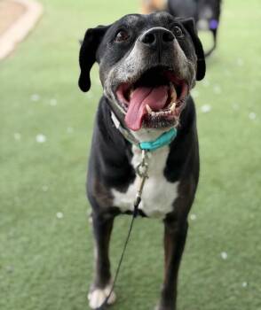 Boxer Dogs Available for Adoption in Fruit Heights, Utah - Gunner | PetCurious