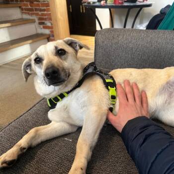 Crystal -  Mixed Breed Dog for Adoption in New York, New York - Crystal | PetCurious