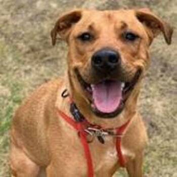 Boomer -  Labrador Retriever and Pit Bull Terrier Dog for Adoption in Wichita, Kansas - Boomer | PetCurious