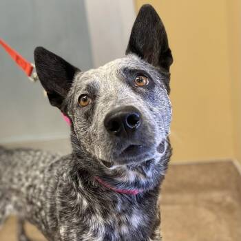 Australian Cattle Dog Blue Heeler Dogs Available for Adoption in Palm Springs, California - Balto | PetCurious