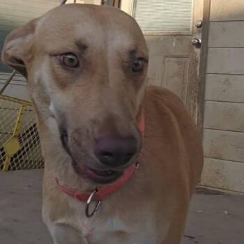 Lilly -  Labrador Retriever Dog for Adoption in San Antonio, Texas - Lilly | PetCurious