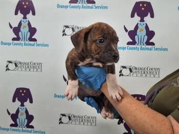 A599688 -  Pit Bull Terrier and Mixed Breed Dog for Adoption in Orlando, Florida - A599688 | PetCurious