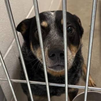 SSAW-Stray-23331 -  Australian Cattle Dog Blue Heeler Dog for Adoption in Sand Springs, Oklahoma - SSAW-Stray-23331 | PetCurious