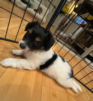 Friday -  Terrier and Chihuahua Dog for Adoption in Sunnyvale, California - Friday | PetCurious