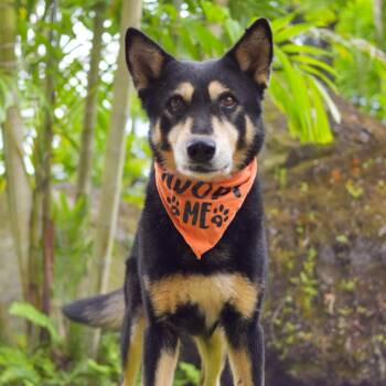 Mixed Breed Dogs Available for Adoption in Kailua-kona, Hawaii - Duke | PetCurious