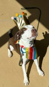 Hazel -  Mixed Breed Dog for Adoption in Waverly, New York - Hazel | PetCurious