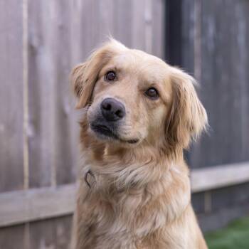 Golden Retriever Dogs Available for Adoption in Carlsbad, California - PENNY Golden | PetCurious
