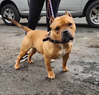 Terrier Dogs Available for Adoption - Cash | PetCurious