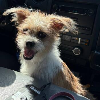 TXAC-Stray-20012 -  Chihuahua and Wire Fox Terrier Dog for Adoption in Portland, Texas - TXAC-Stray-20012 | PetCurious