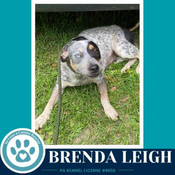 Brenda Leigh 082226 -  Australian Cattle Dog Blue Heeler Dog for Adoption in Kimberton, Pennsylvania - Brenda Leigh 082226 | PetCurious