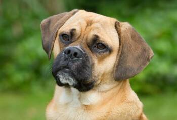 Archie -  Puggle and Pug Dog for Adoption in Los Angeles, California - Archie | PetCurious
