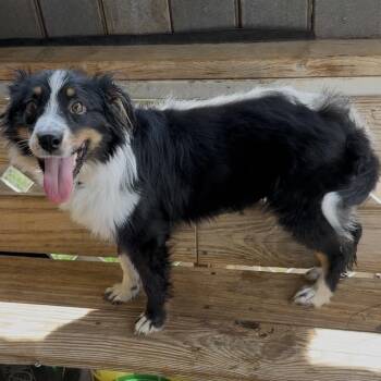 Australian Shepherd Dogs Available for Adoption in Hopkinton, Massachusetts - Greta | PetCurious