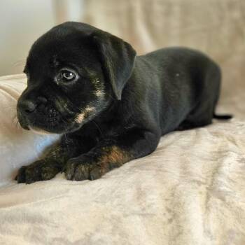 Mixed Breed Dogs Available for Adoption - Rose Pup - Maddie | PetCurious