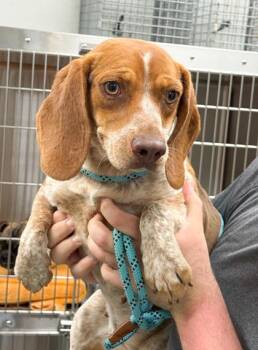 Beagle and Mixed Breed Dogs Available for Adoption in Bowling Green, Kentucky - Wanda | PetCurious