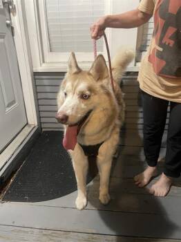 ZILLIE -  Siberian Husky Dog for Adoption in San Antonio, Texas - ZILLIE | PetCurious