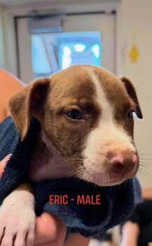 Eric -  Pit Bull Terrier Dog for Adoption in Carmel Hamlet, New York - Eric | PetCurious
