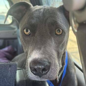 Rescue Mixed Breed and Pit Bull Terrier Dogs for Adoption in Spring Hill, Kansas - Vixen A465728 | PetCurious