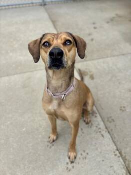 Frannie -  Coonhound Dog for Adoption in Kalamazoo, Michigan - Frannie | PetCurious