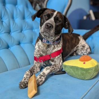 Rescue Mixed Breed Dogs for Adoption in Chicago, Illinois - Louise | PetCurious