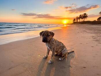 Catahoula Leopard Dog and Black Mouth Cur Dogs Available for Adoption in Sebastian, Florida - Fern | PetCurious