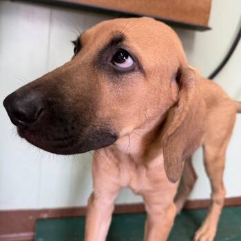 Rita -  Bloodhound and Plott Hound Dog for Adoption in Normal, Illinois - Rita | PetCurious