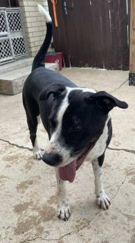 American Staffordshire Terrier Dogs Available for Adoption in Mcallen, Texas - Bluebell | PetCurious