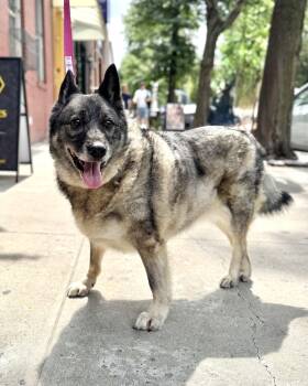 Big Pawtato -  Norwegian Elkhound Dog for Adoption in New York, New York - Big Pawtato | PetCurious
