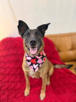 Susu Sunshine Sweetie -  German Shepherd Dog and Belgian Shepherd Malinois Dog for Adoption in Friendswood, Texas - Susu Sunshine Sweetie | PetCurious
