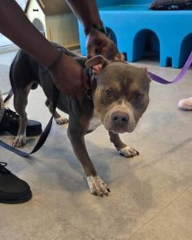 Yeezy -  Mixed Breed Dog for Adoption in Bossier City, Louisiana - Yeezy | PetCurious