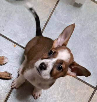 Rescue Shepherd Dogs for Adoption in Mentone, California - Mia | PetCurious