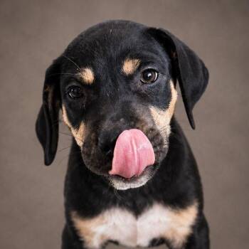 FENDY (out of town) -  Labrador Retriever and Mixed Breed Dog for Adoption in New York, New York - FENDY (out Of Town) | PetCurious