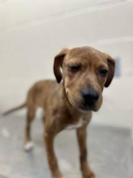 Pit Bull Terrier and Mixed Breed Dogs Available for Adoption - BO PEEPIN