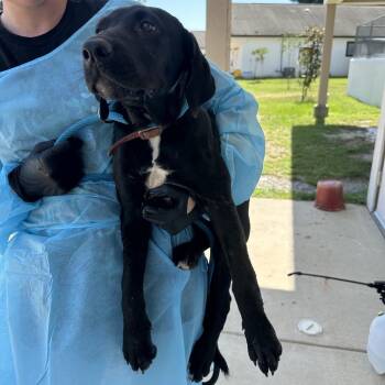 LILITH 1239 -  Labrador Retriever and None Dog for Adoption in Loxahatchee Groves, Florida - LILITH 1239 | PetCurious
