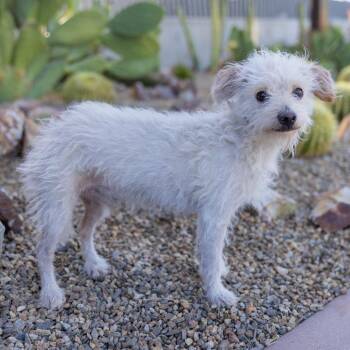 Manolo -  Terrier Dog for Adoption in Palm Springs, California - Manolo | PetCurious