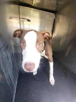 CUPCAKE -  American Staffordshire Terrier Dog for Adoption in San Antonio, Texas - CUPCAKE | PetCurious
