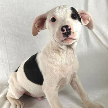 Terrier Dogs Available for Adoption - KJ | PetCurious