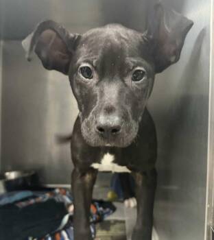 Labrador Retriever Dogs Available for Adoption - Frankie | PetCurious