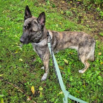 Zeus -  Dutch Shepherd Dog for Adoption in Phoenixville, Pennsylvania - Zeus | PetCurious