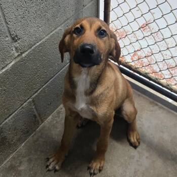 Butters -  Mixed Breed Dog for Adoption in Pauls Valley, Oklahoma - Butters | PetCurious