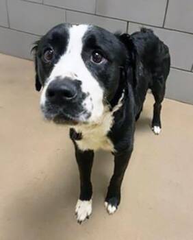 Mixed Breed Dogs Available for Adoption in Nashville, Tennessee - Jujubee | PetCurious