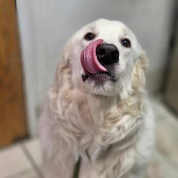Cornflower -  Mixed Breed Dog for Adoption in Charleston, West Virginia - Cornflower | PetCurious